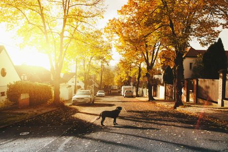 Autumn Street Stroll — 300-piece jigsaw puzzle