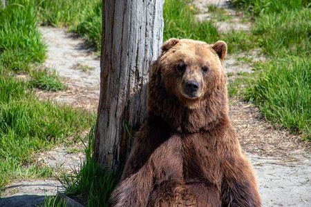 Bear Resting by Tree — 150-piece jigsaw puzzle