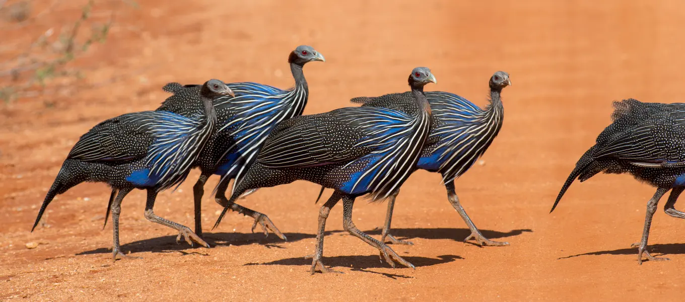 Graceful Guinea Fowl — 300-piece jigsaw puzzle