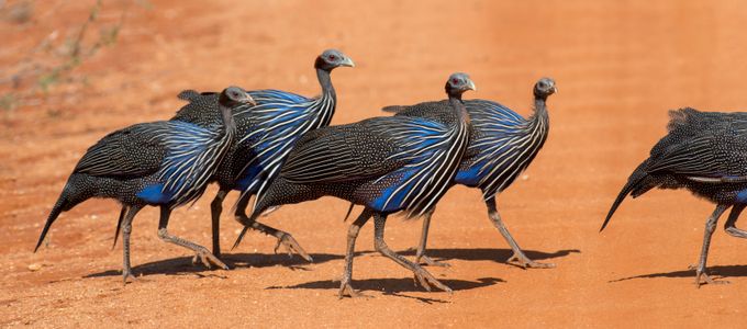 Graceful Guinea Fowl — 300-piece jigsaw puzzle