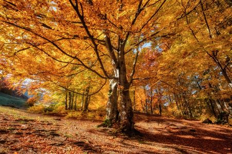 Golden Autumn Forest — 300-piece jigsaw puzzle