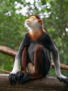 Pensive Primate Pose — 150-piece jigsaw puzzle