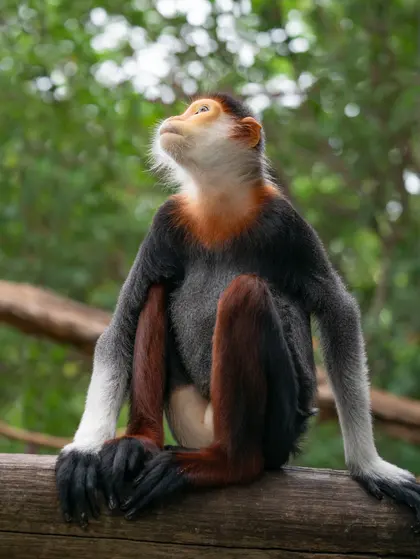 Pensive Primate Pose — 150-piece jigsaw puzzle