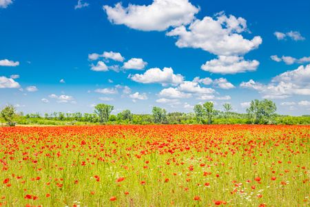 Field of Red Poppies — 200-piece jigsaw puzzle