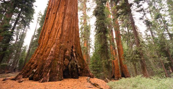 Majestic Redwood Forest — 300-piece jigsaw puzzle