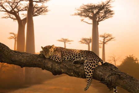 Leopard's Tranquil Rest — 100-piece jigsaw puzzle