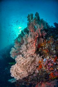 Coral Reef Symphony — 100-piece jigsaw puzzle