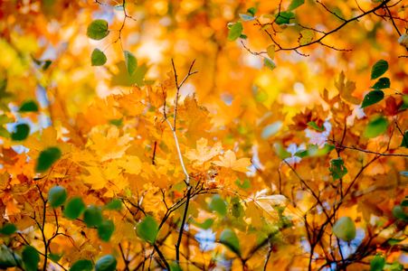 Autumn Leaves Symphony — 64-piece jigsaw puzzle