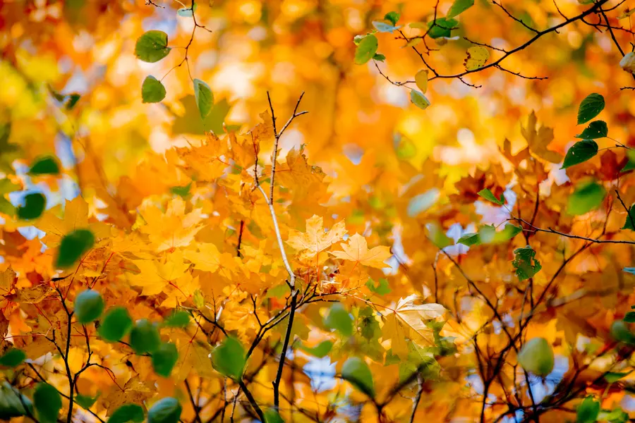 Autumn Leaves Symphony — 64-piece jigsaw puzzle
