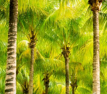 Tropical Palm Grove — 100-piece jigsaw puzzle