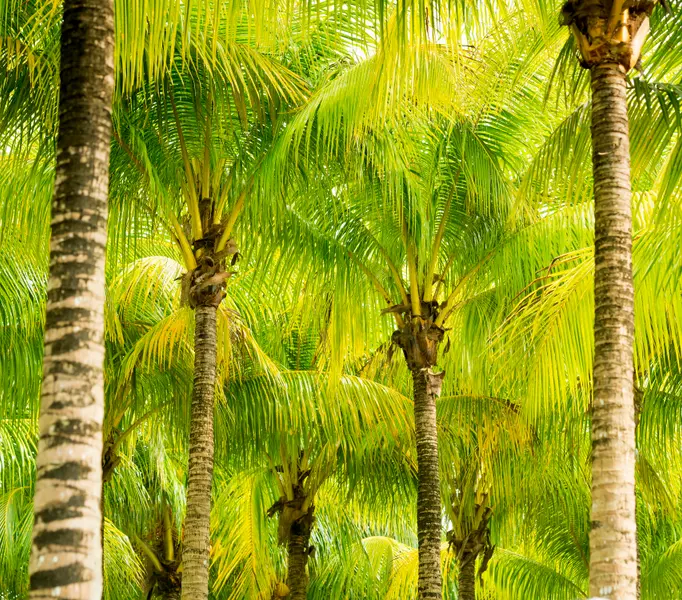 Tropical Palm Grove — 100-piece jigsaw puzzle