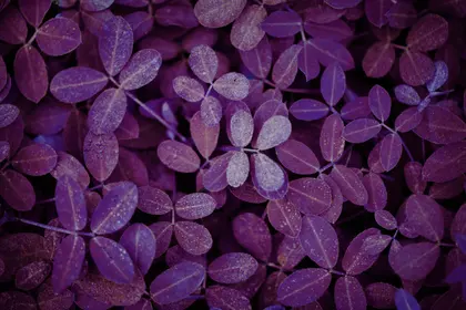 Purple Leaf Mosaic — 500-piece jigsaw puzzle