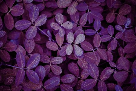 Purple Leaf Mosaic — 500-piece jigsaw puzzle