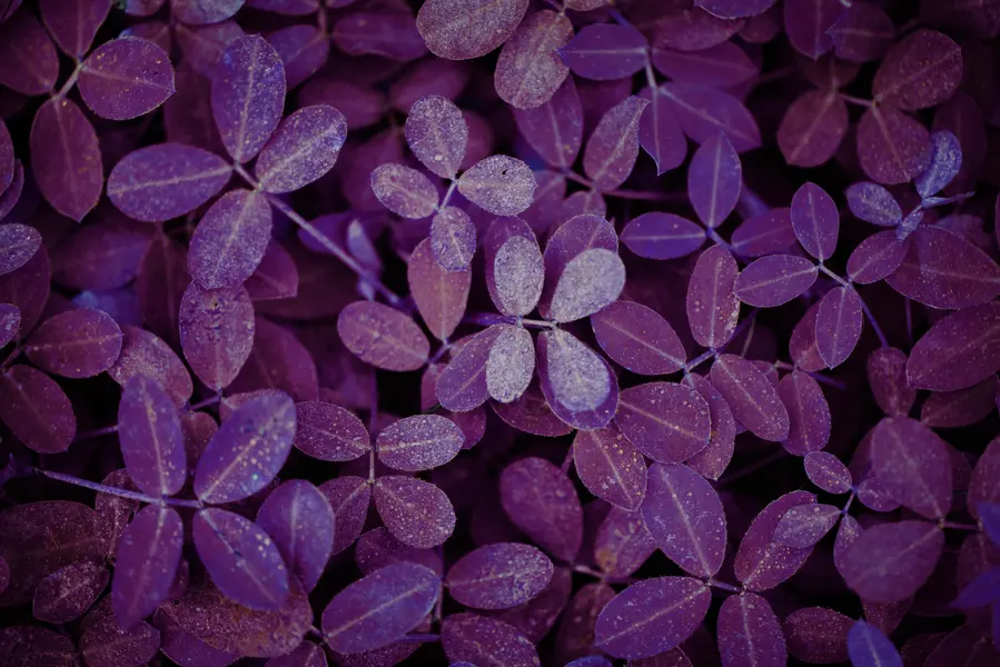 Purple Leaf Mosaic — 500-piece jigsaw puzzle