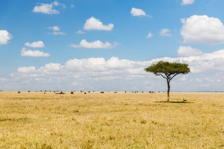 Serene Savannah Scene — 150-piece jigsaw puzzle