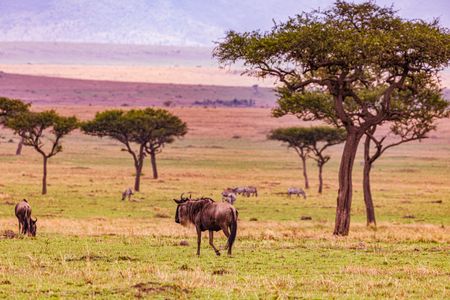 Serengeti Plains — 200-piece jigsaw puzzle