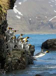 Penguins' Bold Leap — 100-piece jigsaw puzzle