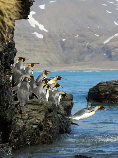 Saut audacieux des pingouins — puzzle de 100 pièces