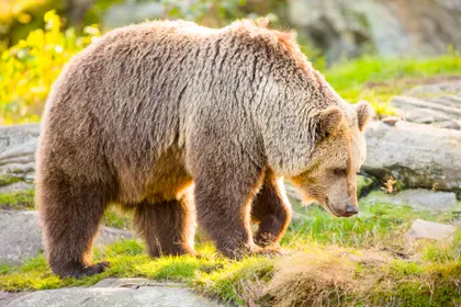 Majestic Brown Bear — 300-piece jigsaw puzzle