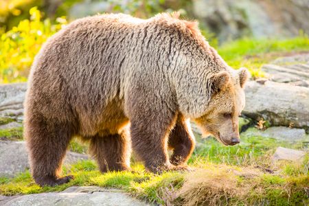 Majestic Brown Bear — 300-piece jigsaw puzzle