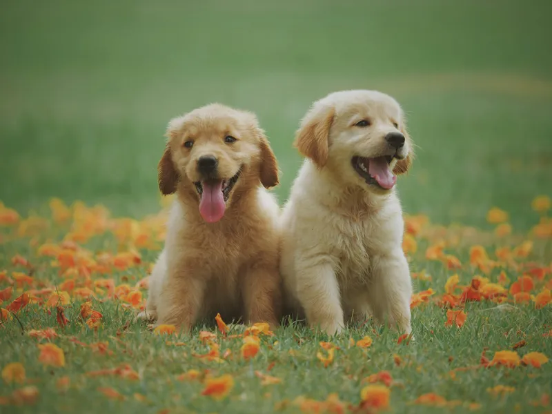 Puppy Playtime Bliss — 500-piece jigsaw puzzle