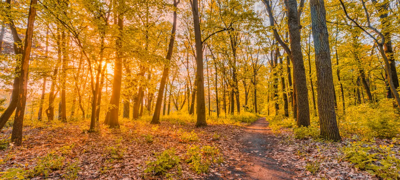 Golden Forest Path — 300-piece jigsaw puzzle