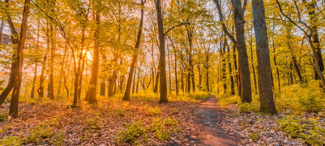 Golden Forest Path — 300-piece jigsaw puzzle