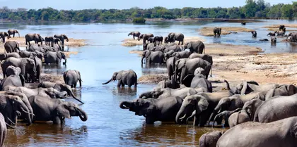 Elephants at River — 200-piece jigsaw puzzle