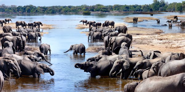 Elephants at River — 200-piece jigsaw puzzle