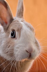Curious Rabbit Gaze — 64-piece jigsaw puzzle