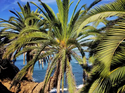 Tropical Palm Oasis — 150-piece jigsaw puzzle