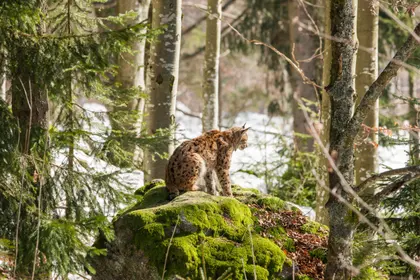Lynx in Forest — 200-piece jigsaw puzzle