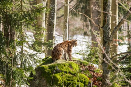 Lynx in Forest — 200-piece jigsaw puzzle