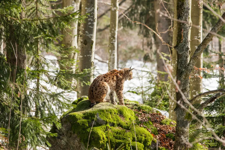 Lynx in Winter Forest — 150-piece jigsaw puzzle