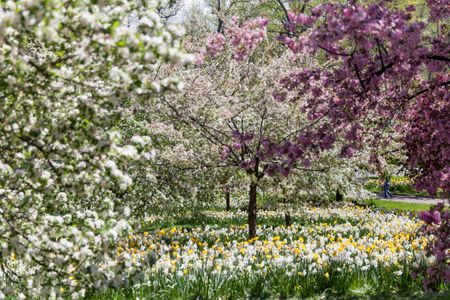 Springtime Blossoms — 500-piece jigsaw puzzle