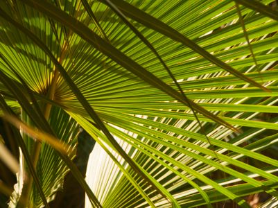 Radiant Palm Fronds — 500-piece jigsaw puzzle