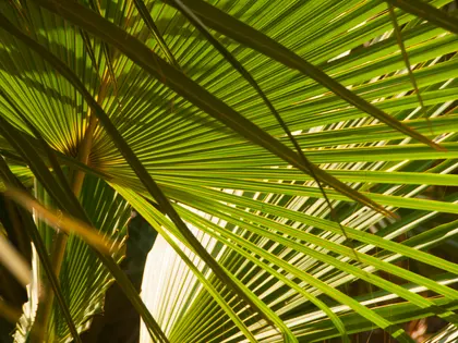 Radiant Palm Fronds — 500-piece jigsaw puzzle