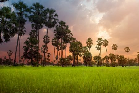 Sunset Over Palm Trees — 64-piece jigsaw puzzle