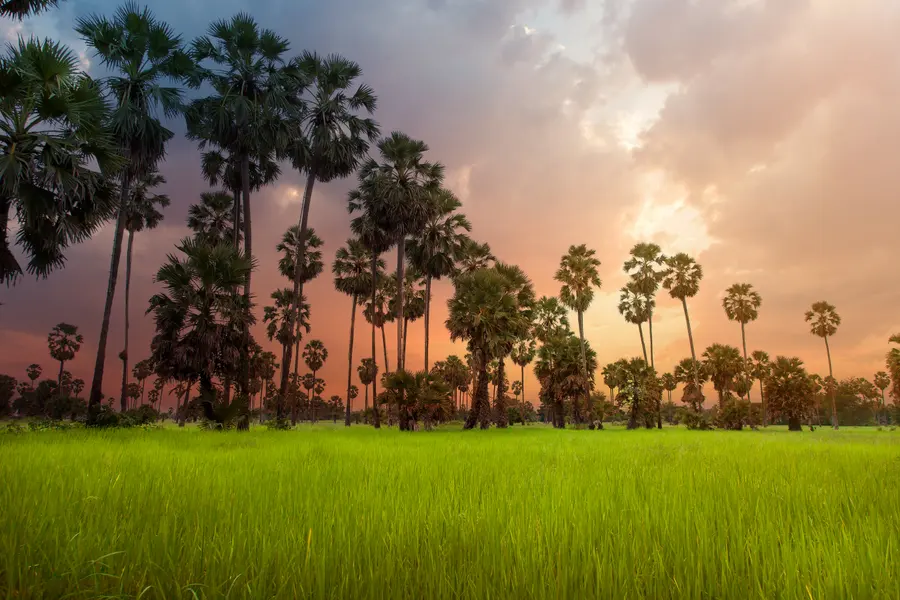 Sunset Over Palm Trees — 64-piece jigsaw puzzle