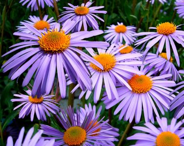 Lavender Blooms — 100-piece jigsaw puzzle