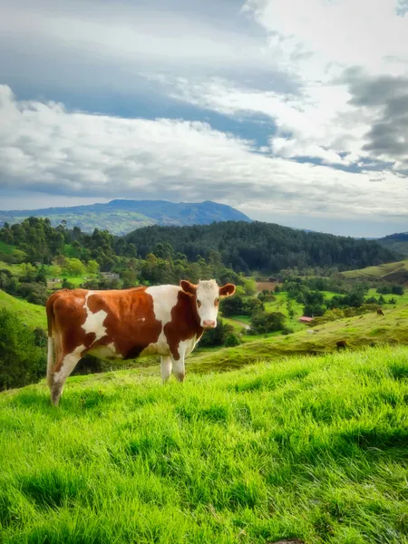 Cow on Lush Hillside — 300-piece jigsaw puzzle