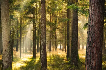Sunlit Forest Glade — 500-piece jigsaw puzzle