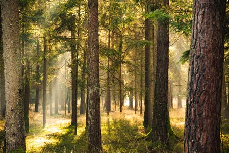 Sunlit Forest Glade — 500-piece jigsaw puzzle