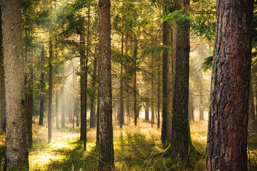 Sunlit Forest Glade — 500-piece jigsaw puzzle