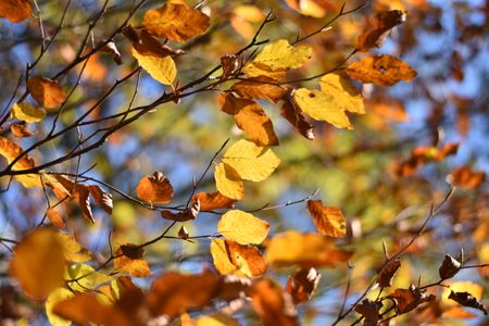 Autumn Leaves Dance — 200-piece jigsaw puzzle