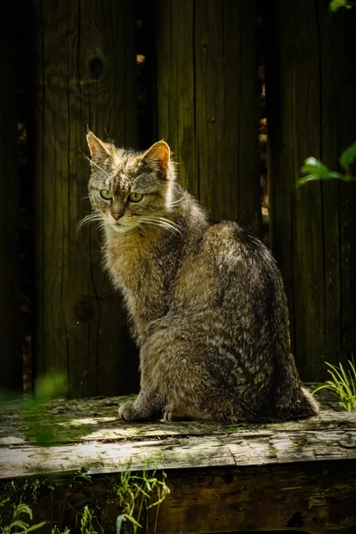 Serene Feline Silhouette — 200-piece jigsaw puzzle