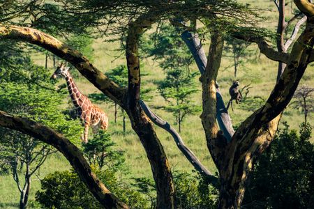 Giraffe in the Wilderness — 300-piece jigsaw puzzle