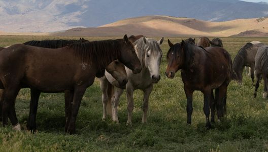 Wild Horses Gathering — 100-piece jigsaw puzzle