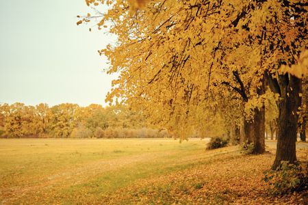 Golden Autumn Pathway — 200-piece jigsaw puzzle