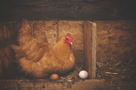 Hen in Nest — 200-piece jigsaw puzzle
